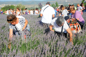 Mis Gibi Şenlik: Seferihisar’da Lavanta Büyüsü Başlıyor