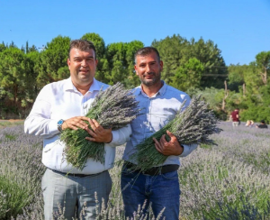 Mis Gibi Şenlik: Seferihisar’da Lavanta Büyüsü Başlıyor