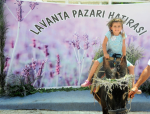 Mis Gibi Şenlik: Seferihisar’da Lavanta Büyüsü Başlıyor