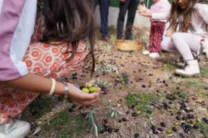Orhanlı Köyü 2. Zeytin Hasadı Festivali coşkuyla başladı