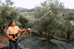 Seferihisar Belediyesi Zeytinyağı Fabrikası üreticiye can olmaya devam ediyor