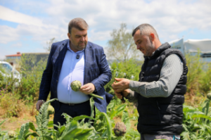 Seferihisar’da "Enginar Hasadı”Başladı: Başkan Yetişkin üreticiyle tarlada buluştu.