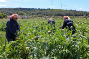 Seferihisar’da "Enginar Hasadı”Başladı: Başkan Yetişkin üreticiyle tarlada buluştu.