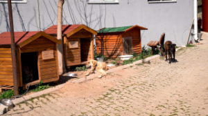 Seferihisar’da sıfır atıkla mama üretimi başladı
