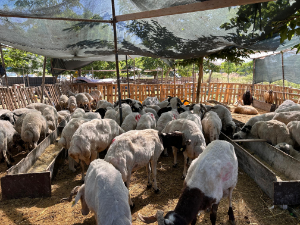 Yaklaşan Kurban Bayramı öncesi Seferihisar Belediyesi  "Kurban Satış ve Kesim” yerlerini açıkladı