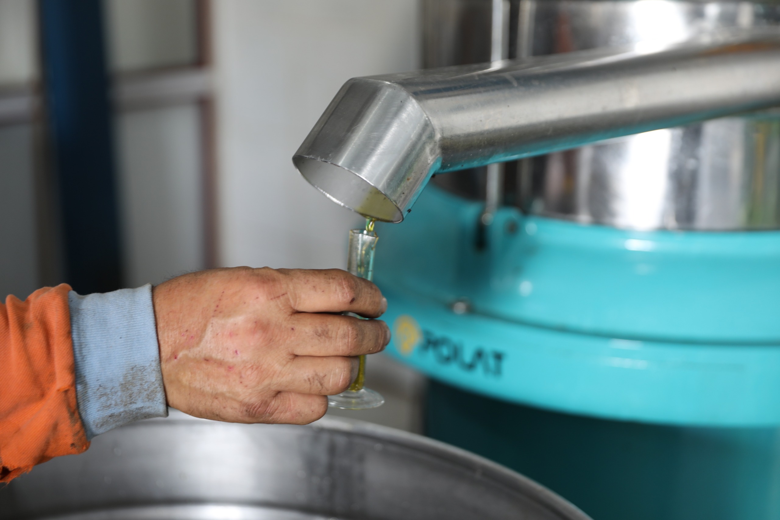 Seferihisar’da Zeytinyağı Sezonu Açıldı
